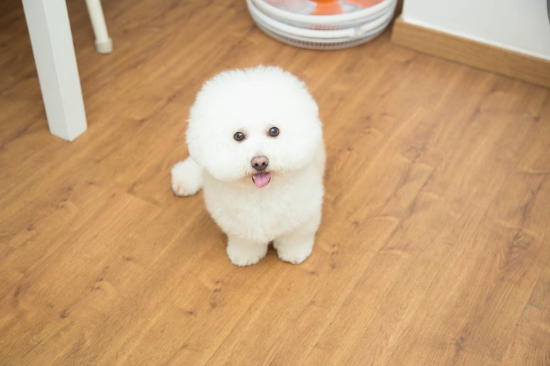 비기여름미용-3